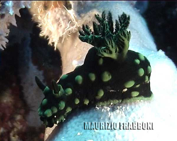 nembrotha--cristata.jpg - 27549 Bytes