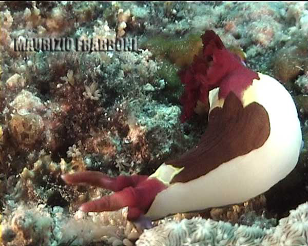 nembrotha-sp..jpg - 43279 Bytes