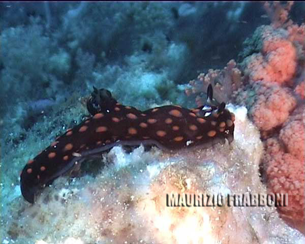 nembrotha-guttata.jpg - 34485 Bytes