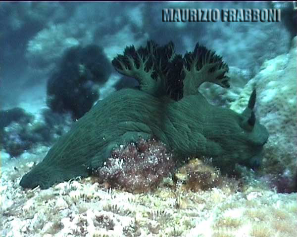 nembrotha-tambja-sp..jpg - 36708 Bytes