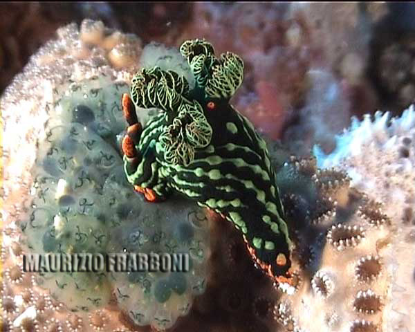 nembrotha-kubaryana..jpg - 41268 Bytes
