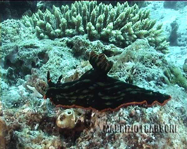 nembrotha-kubaryana..jpg - 58474 Bytes