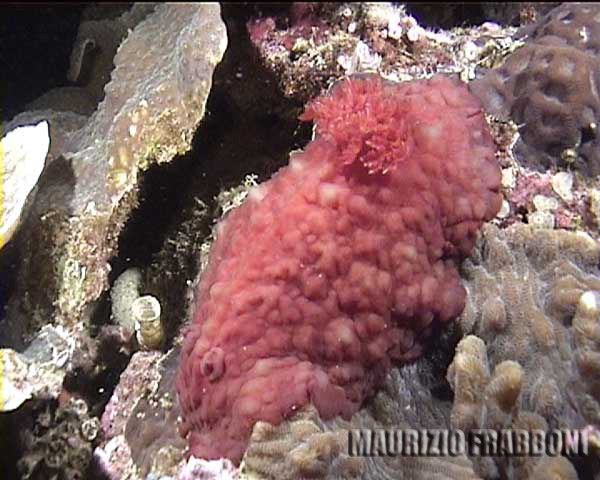 08hexabranchus-sanguineus.jpg - 45550 Bytes