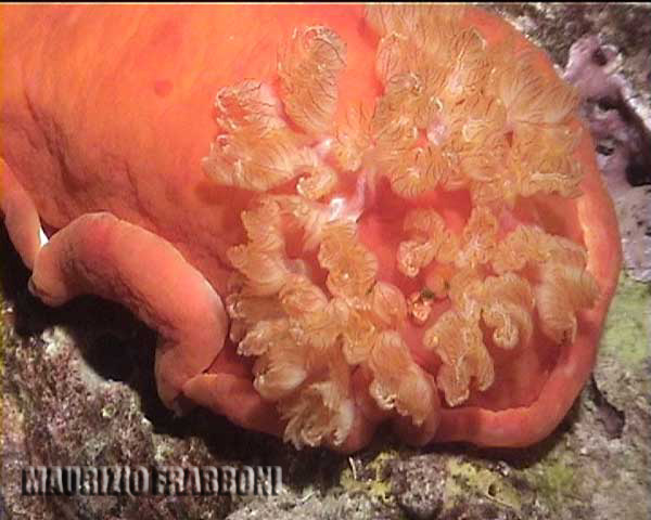 hexabranchus-sanguineus.jpg - 35570 Bytes