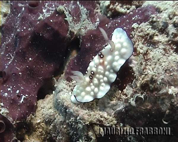 chromodoris-geometrica.jpg - 47365 Bytes