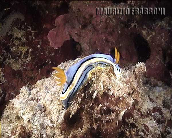 chromodoris-annae.jpg - 49459 Bytes