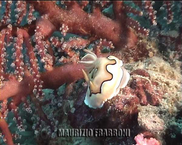 chromodoris-coi.jpg - 44679 Bytes