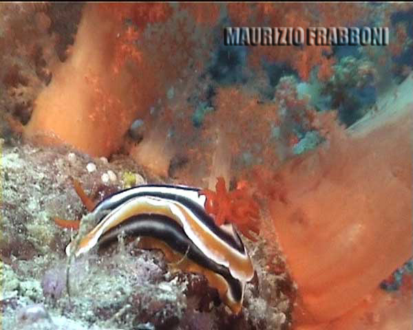 chromodoris-magnifica.jpg - 32374 Bytes