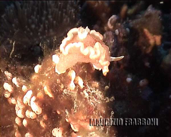 glossodoris-sp.jpg - 32589 Bytes