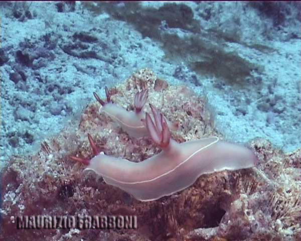 hypselodoris-bullockii.jpg - 46422 Bytes