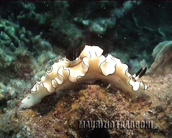 glossodoris-.jpg - 33649 Bytes