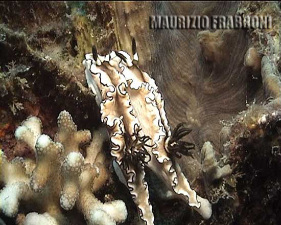 glossodoris-n.2.jpg - 40946 Bytes