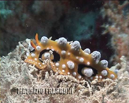 phill-ocellata.jpg - 34964 Bytes