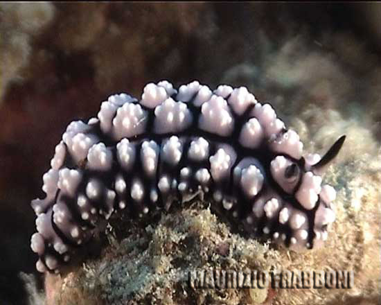 phill-varicosa.jpg - 30012 Bytes