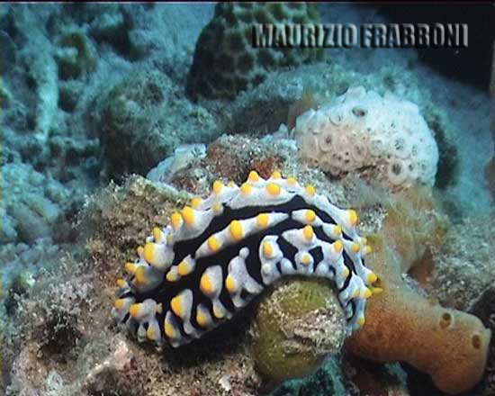 phill-varicosa1.jpg - 37336 Bytes