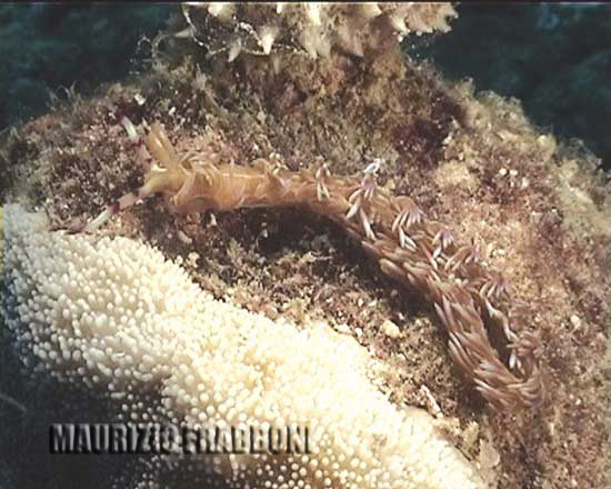 pterolidia2.jpg - 42300 Bytes