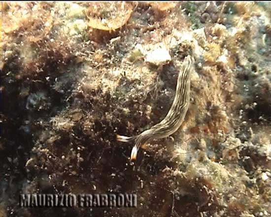 turdilla2.jpg - 44388 Bytes
